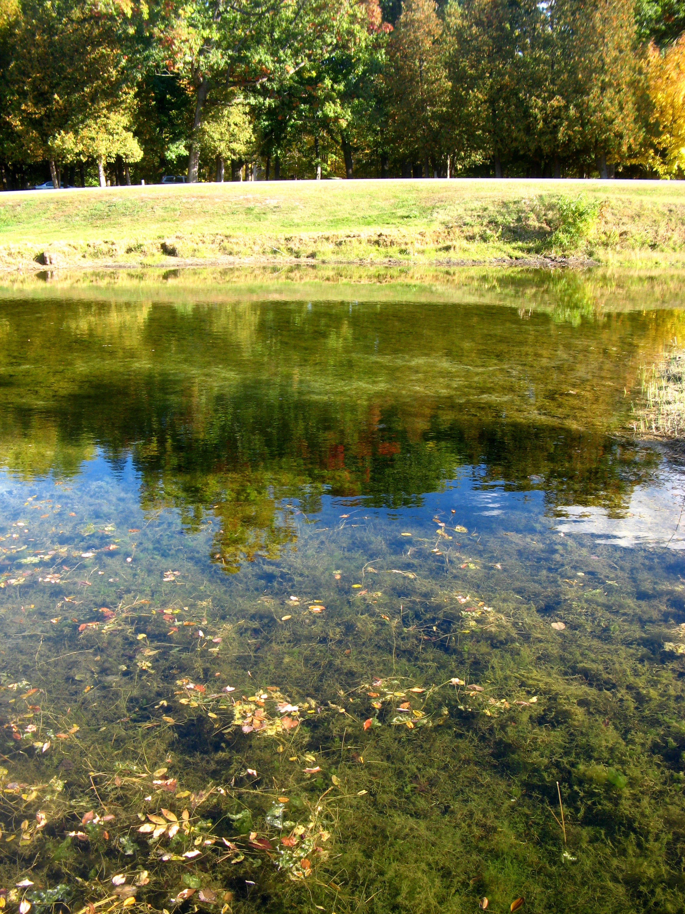 Mossy River