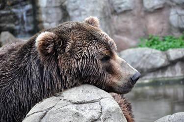 Brown bear