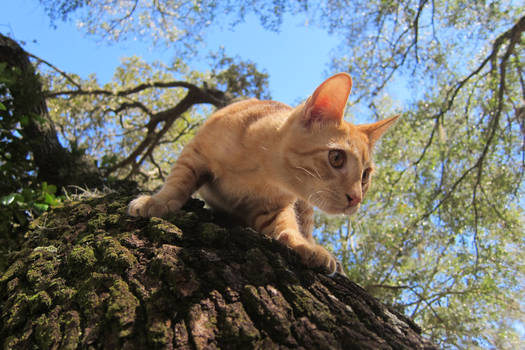 Chester in a tree