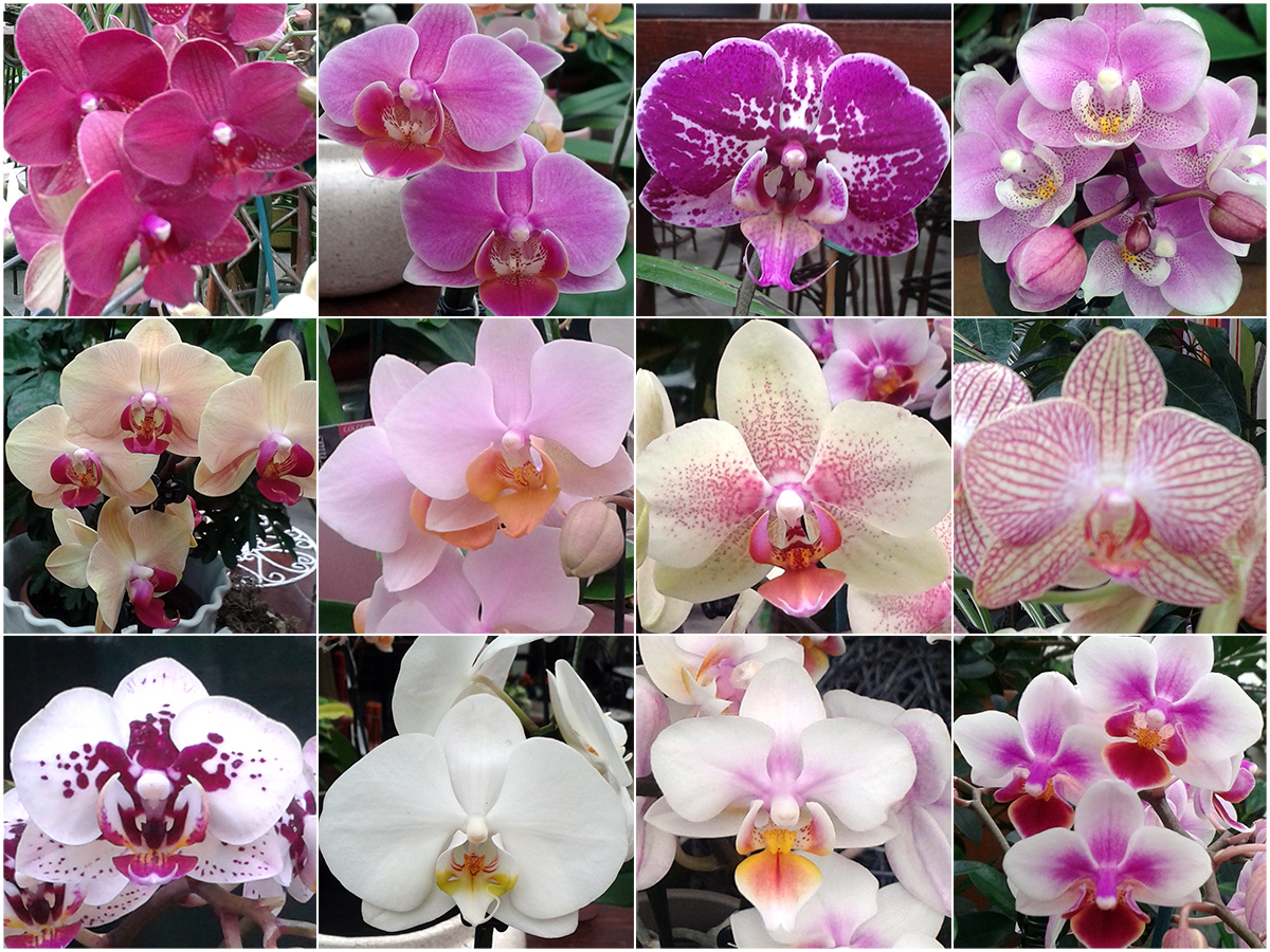 Orchids