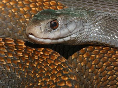 Тайпана 2. Тайпан Маккоя змея. Змея Тайпан самая ядовитая змея в мире. Австралийский Тайпан. Внутриматериковый Тайпан.
