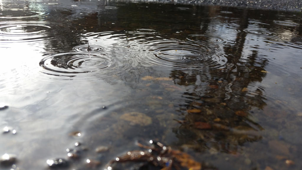 rain puddle