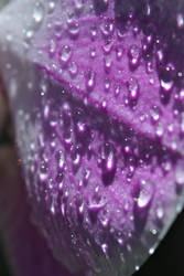 Wet Orchid Petals