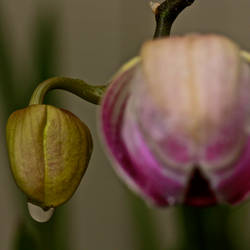 Orchid bud about to open