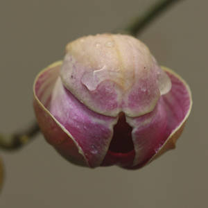 Orchid bud about to open