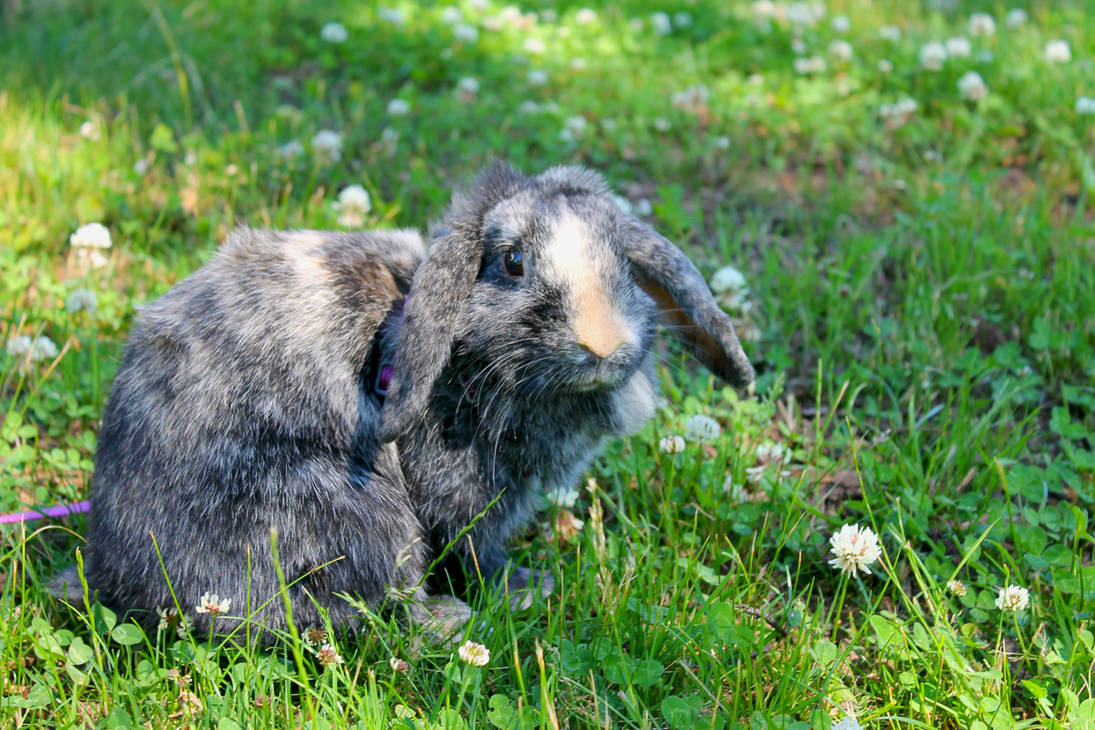 Azlina The Rabbit Zelda by mizzpig on DeviantArt