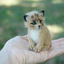Needle Felted Lynx cub or kitten