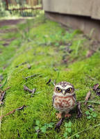 Hand Needle Felted Burrowing Owl soft sculpture