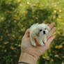 Needle felted shih tzu commission