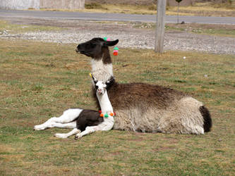 sleepy llamas.