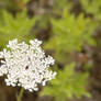 Snowflake in Summer