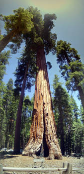 Giant Redwood (Yosemite Valley, CA)