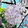 Spring of Japan 2