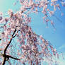 Spring of Japan 4