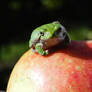 Frog on an apple