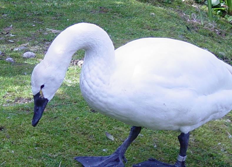 Swans 002