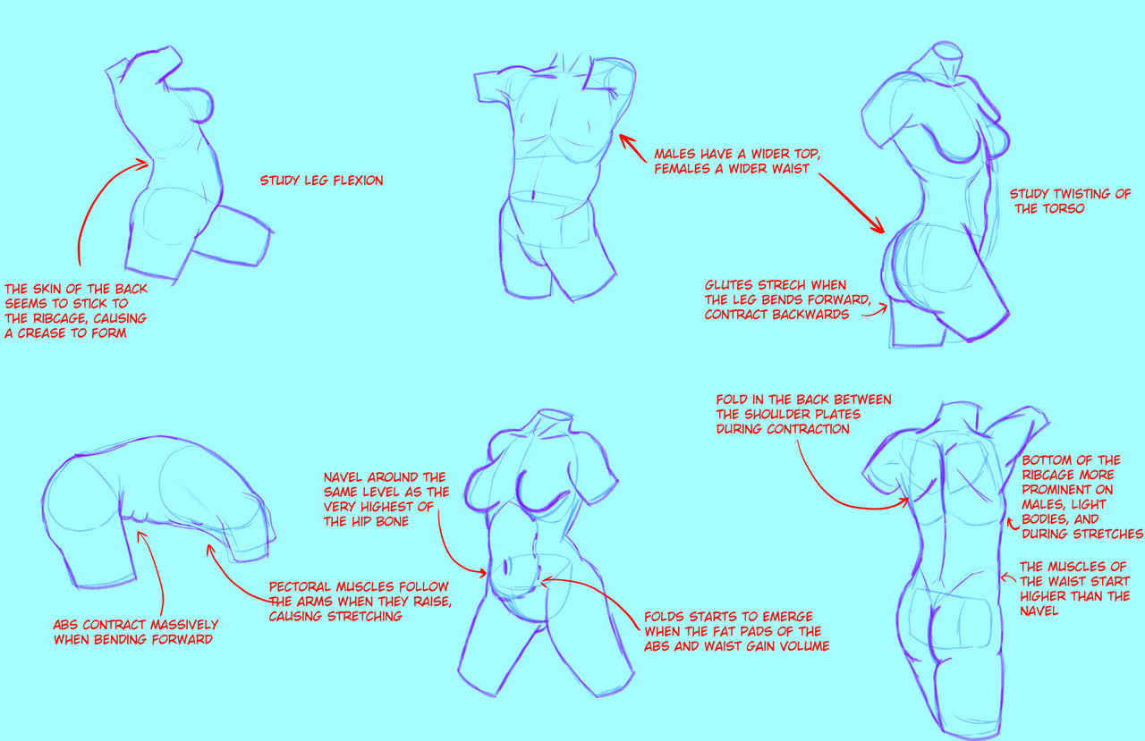 Writhing Torso Waists And Torsos practice/study 10/02/2024 by FireDrake418 on DeviantArt