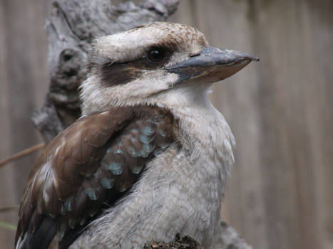 Kookaburra