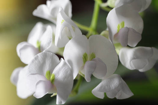 Hardenbergia vioiacea white out