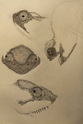 Chameleon Sketches