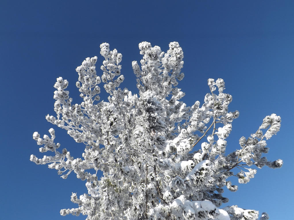 Frozen cedar