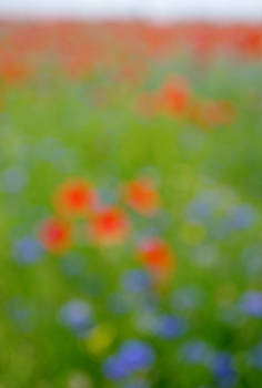 Poppies for Tuminka