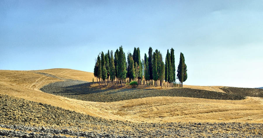 Toscana, pines