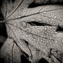 November. Listopad. Marraskuu.