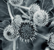 Thistle