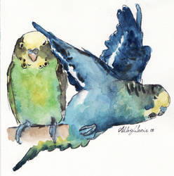 budgie study