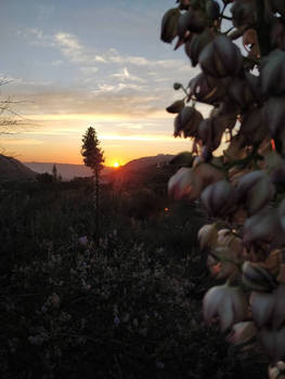 Flowers at sunset