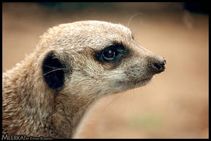 Meerkat