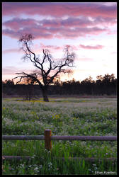 Ojai Winter Sunset 1-27-2010