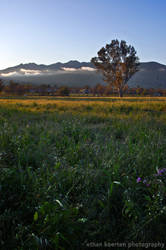 Ojai Evening 2011