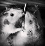 rat8 by aka-spirit