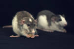 rats2 by aka-spirit