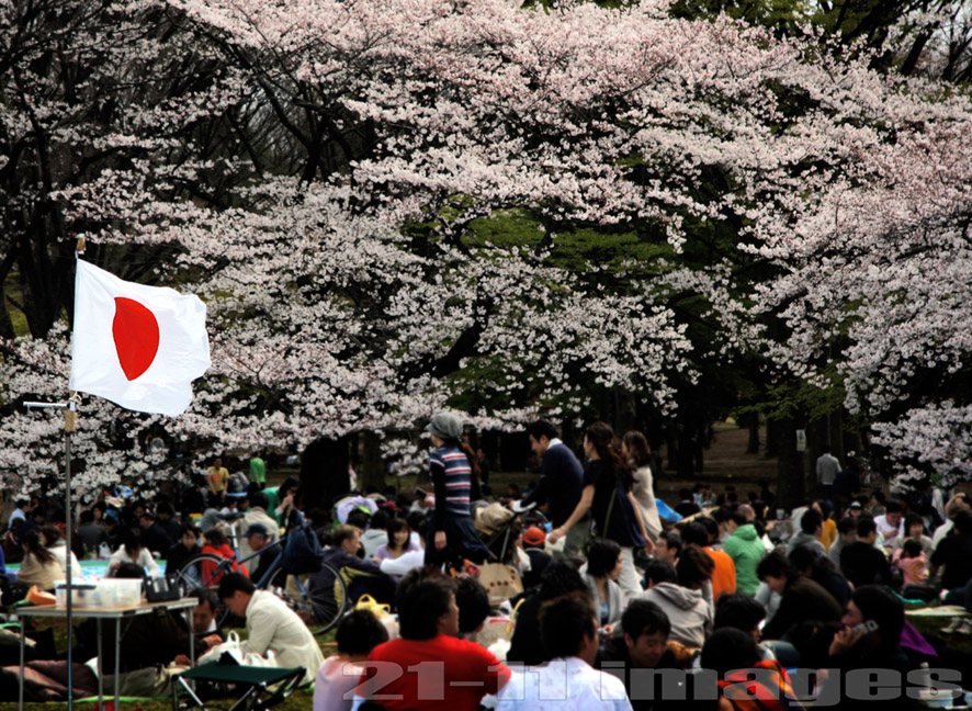 Hanami in Yoyogi