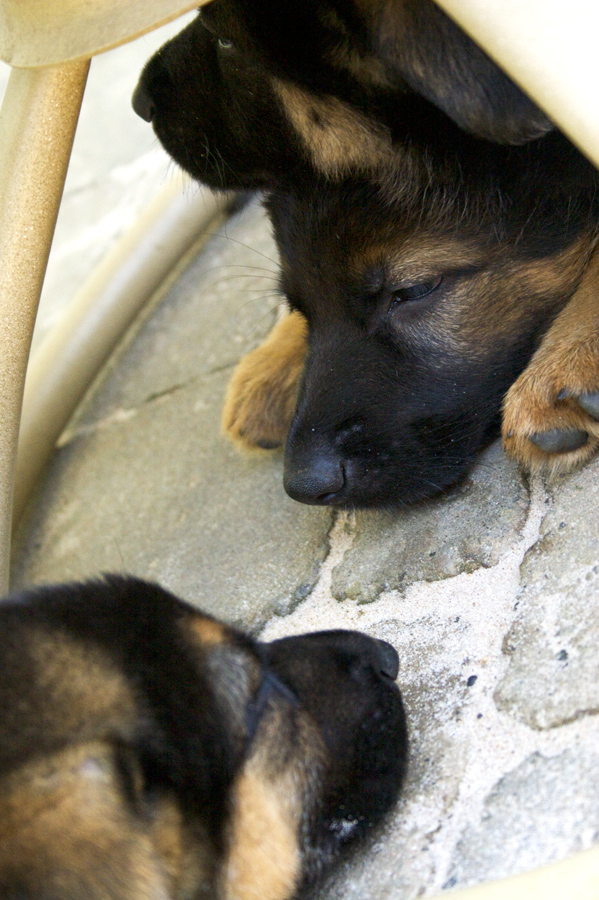 sleepy puppies