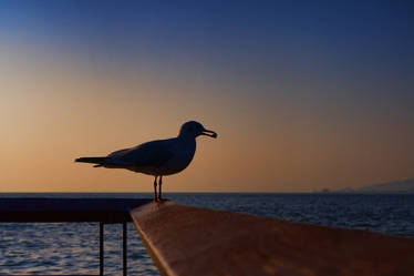 A solitary seagull