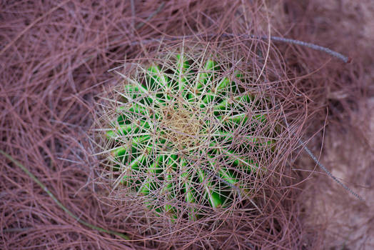 Ball cactus