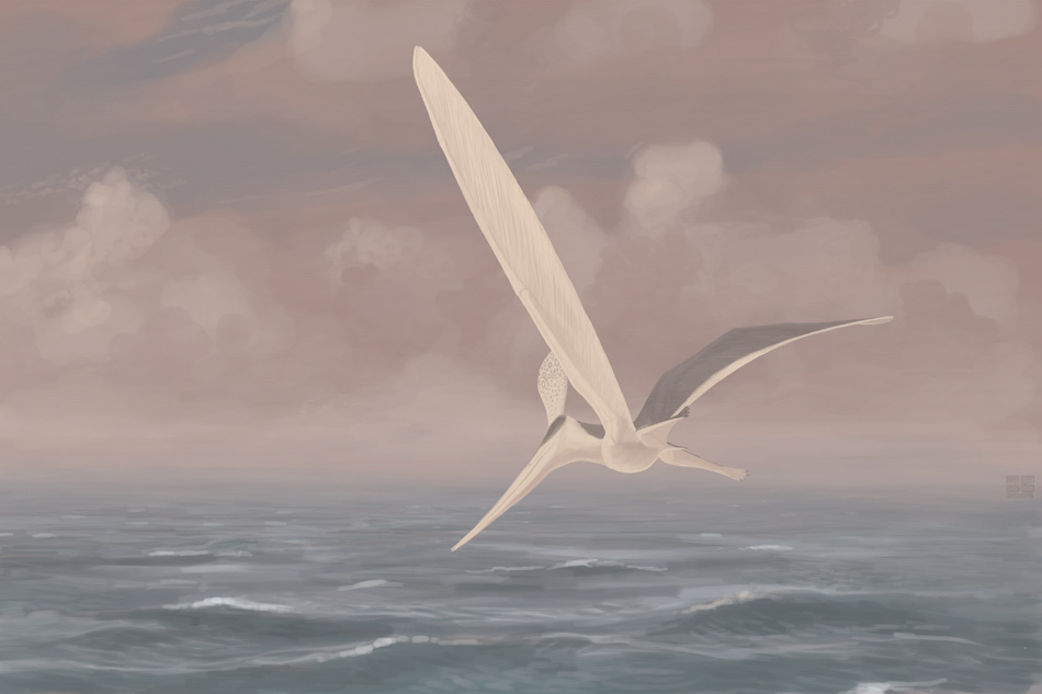 Pteranodon sternbergi