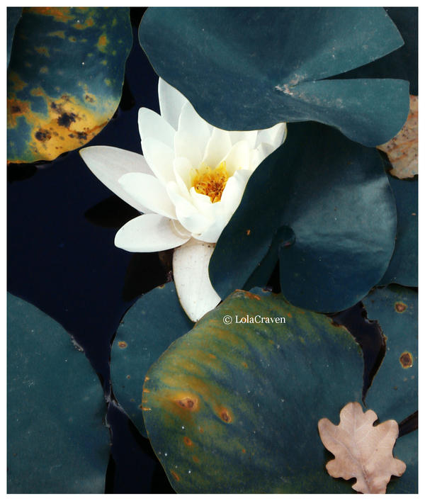 Madonna water-lily
