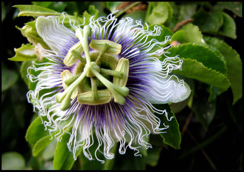 The Lost Garden - Passiflora