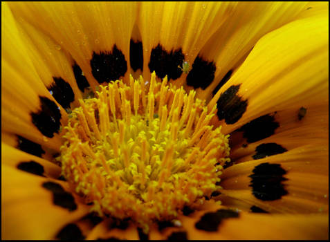 A Verry Yellow Closeup