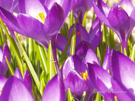 crocus from a different view