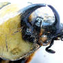 Southeastern Beetle I