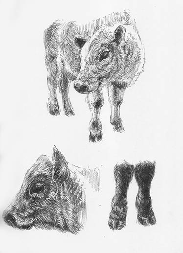 Sketchbook, Cows