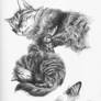 Sketchbook, Sleeping Cats