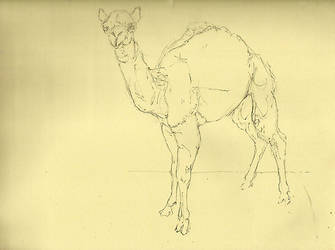 Sketchbook, Camel