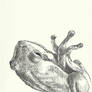Sketchbook, Tree Frog